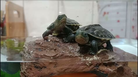家中養烏龜